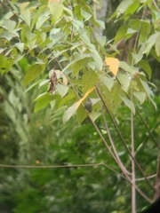 Rubigula cyaniventris