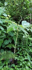 Amorphophallus paeoniifolius