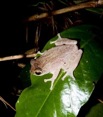 Raorchestes ponmudi