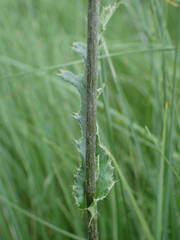 Cirsium tuberosum