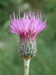 Cirsium tuberosum