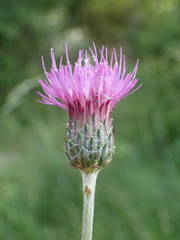 Cirsium tuberosum