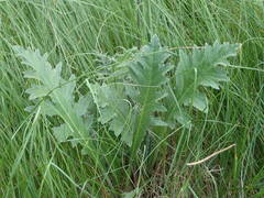 Cirsium tuberosum