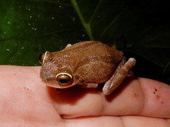 Raorchestes ponmudi