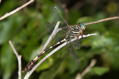 Aphylla angustifolia