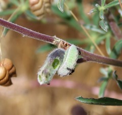 Glaucopsyche lygdamus