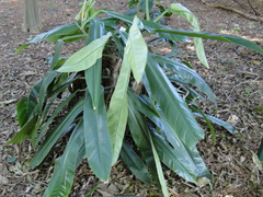Philodendron burle-marxii