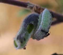 Glaucopsyche lygdamus