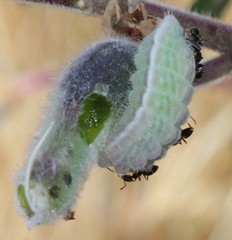 Glaucopsyche lygdamus