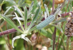 Glaucopsyche lygdamus