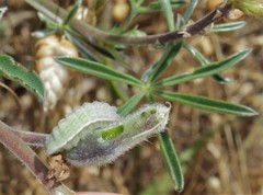 Glaucopsyche lygdamus