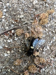 Cimbex femoratus