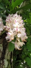 Aerides