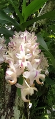 Aerides