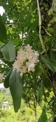 Aerides