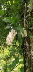 Aerides