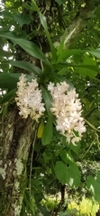 Aerides