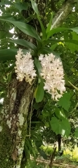 Aerides