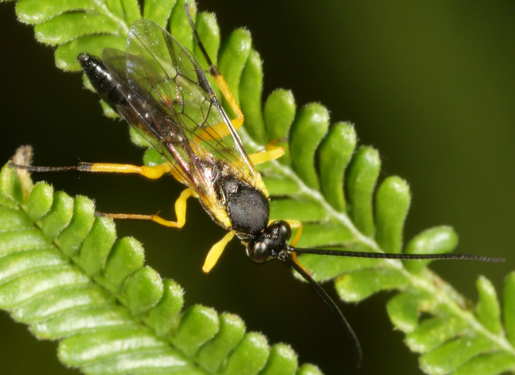 Hyposoter bombycivorus