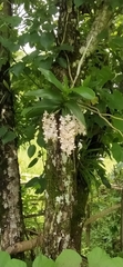 Aerides