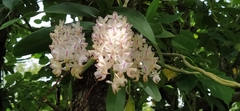 Aerides