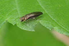 Agrilus cuprescens