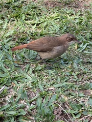 Furnarius rufus