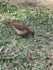 Furnarius rufus