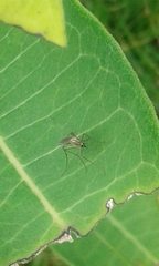 Aedes trivittatus