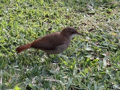 Furnarius rufus