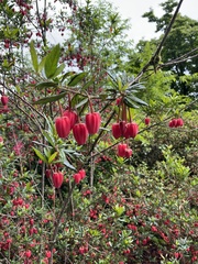 Crinodendron hookerianum