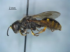 Ectemnius cephalotes