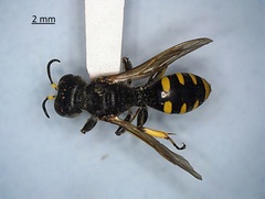 Ectemnius cephalotes