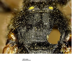 Ectemnius cephalotes