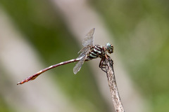 Aphylla angustifolia