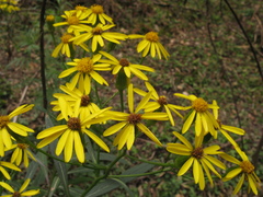 Senecio rudbeckiifolius