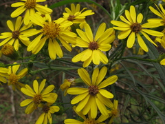 Senecio rudbeckiifolius