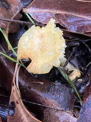 Amanita xanthocephala