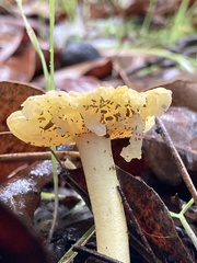 Amanita xanthocephala
