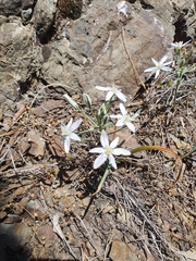 Ornithogalum oligophyllum