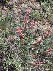 Astragalus pendulus