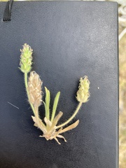 Plantago bellardii