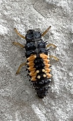 Harmonia axyridis