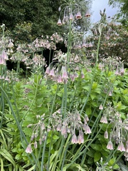 Allium siculum