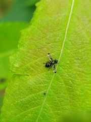 Rivellia syngenesiae