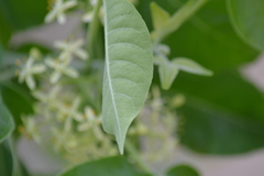 Ptelea trifoliata mollis