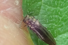 Agrilus cuprescens