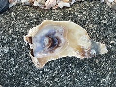 Malleus meridianus