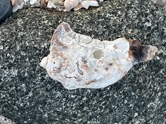 Malleus meridianus
