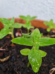 Tettigonia viridissima